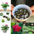 Lotous Flower bonsai seed