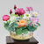 Lotous Flower bonsai seed