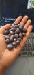 Lotous Flower bonsai seed