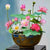 Lotous Flower bonsai seed